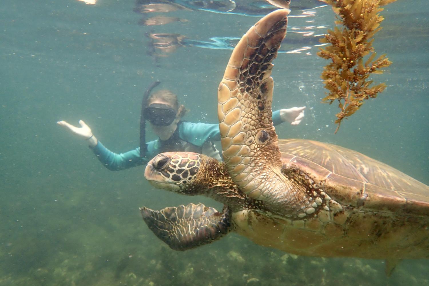 一名<a href='http://wjpb1v.sakura2000.net'>全球十大赌钱排行app</a>学生在Galápagos群岛游学途中与一只巨龟游泳.